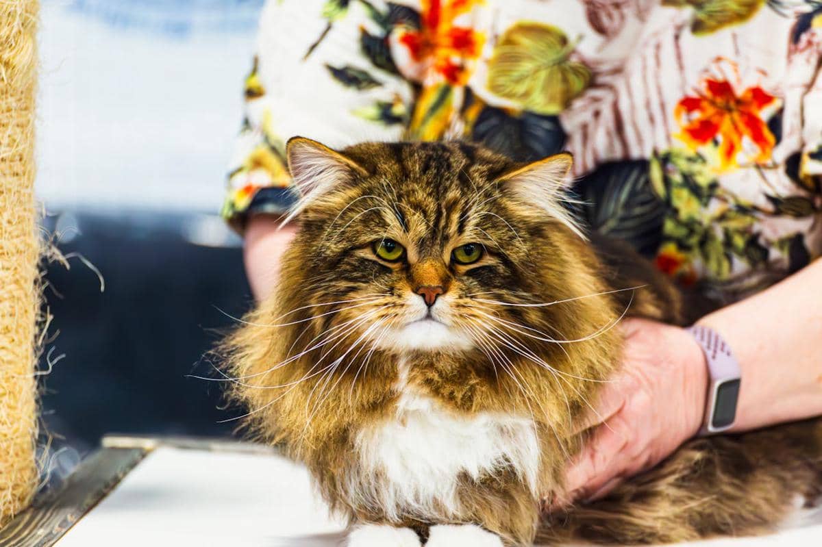 ilustrasi kucing peliharaan (pexels.com/Kangjie Liu)